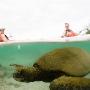 Oru Kayaks with turtle under water in Hawaii